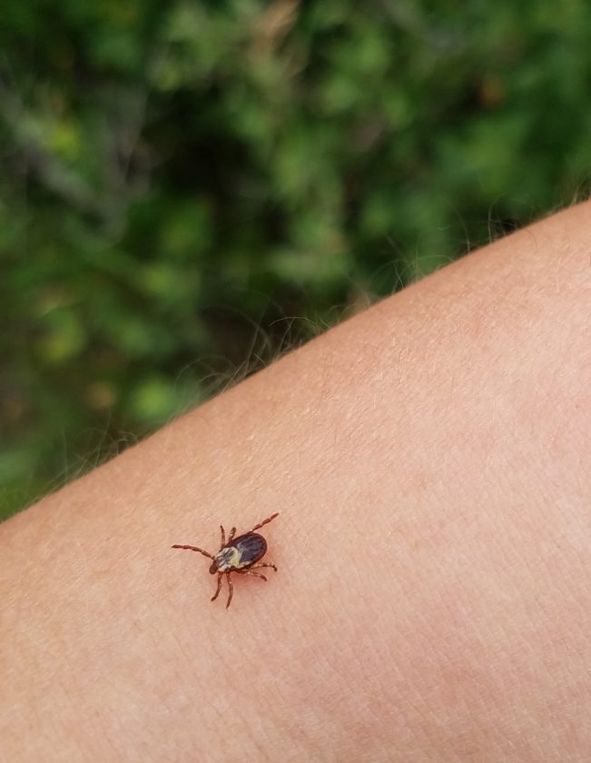 North Dakota completes second year of tick study. News, Sports, Jobs